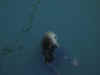 Sylt7.jpg (31889 Byte)